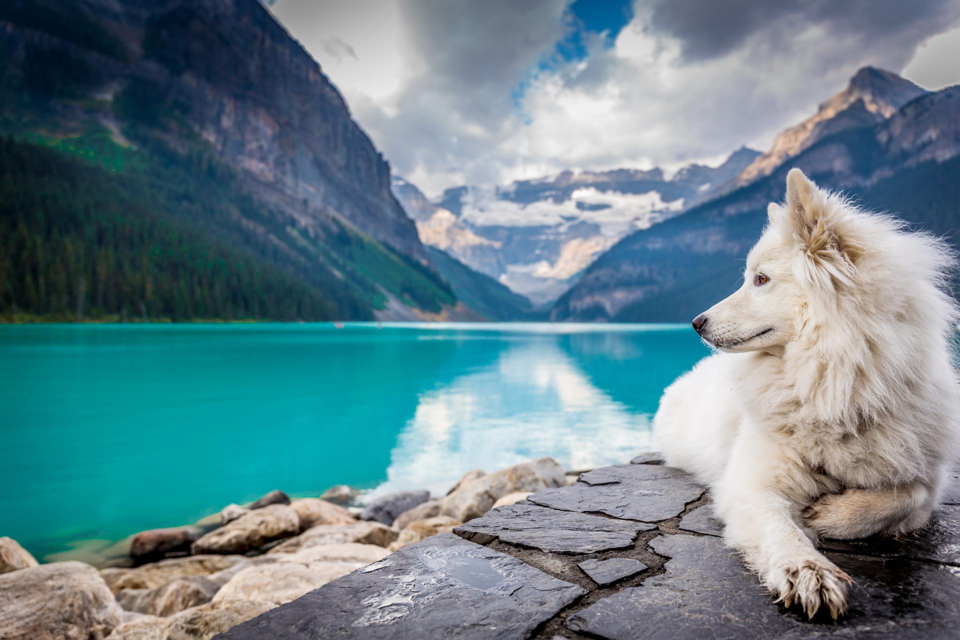 Dog at the Lake